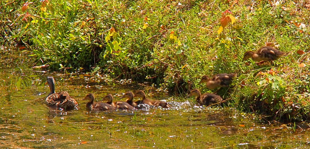 [Mom swims away from the camera with four ducklings in a row in the water behind her and a fifth just at the edge of the water and the last two in a line down the hillside following the others.]